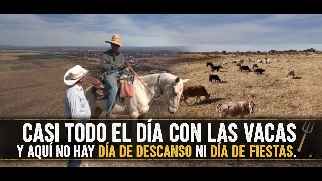 CASI TODO EL DIA CUANDO LAS VACAS Y A QUI NO AY DIA DE DESCANSO NI DIA DE FIESTAS