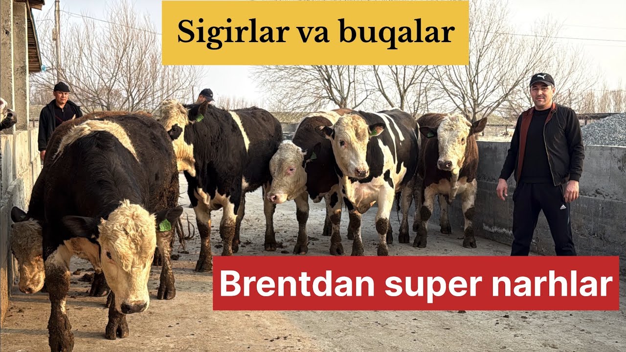 Brend fermadan Gibrid buqalar va Bugʻoz hamda yakka sogʻin sigirlar 