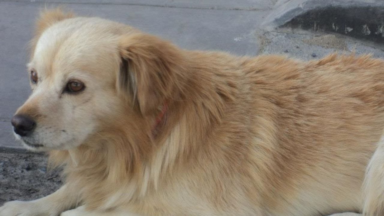 'Somos patas': Conoce al pastor chiribaya, el perro 100% peruano