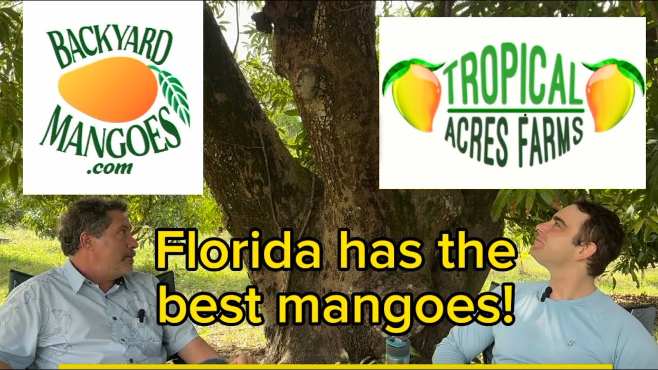 Florida has the best mangoes!