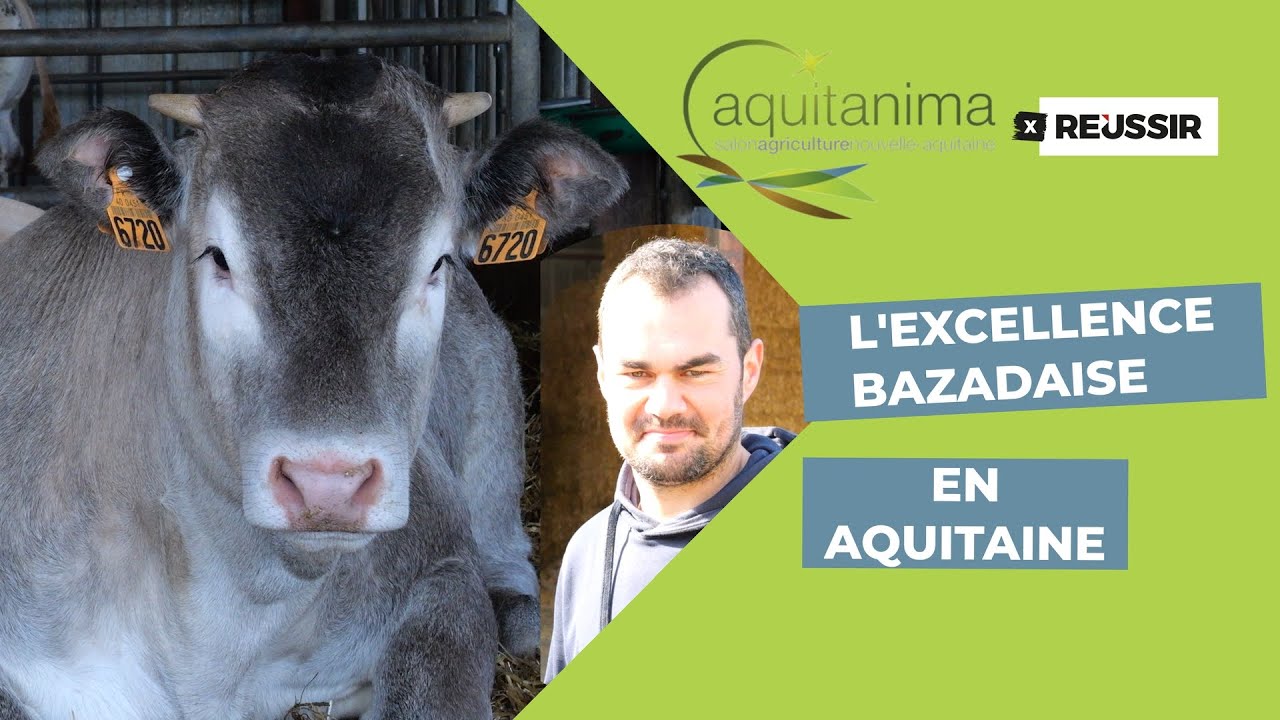 Salon de l'agriculture de Bordeaux : visite chez Alexandre Hontang, éleveur de bazadaises