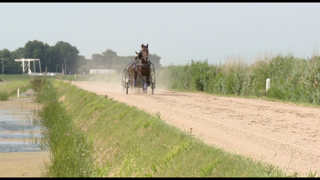 Paardenkracht alf1 | Drafsport