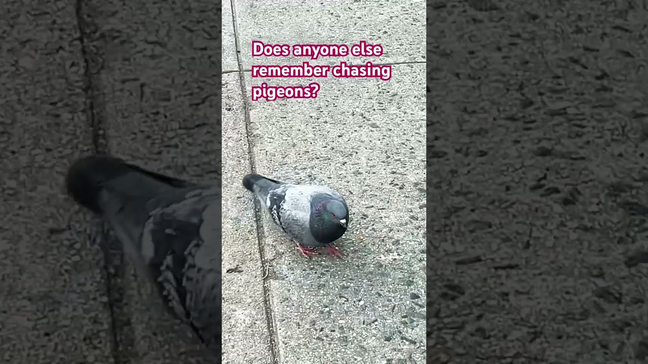 Poor pigeon 🐦