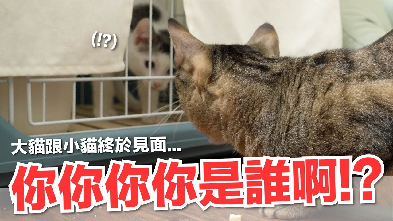 【好味小姐】你你你你是誰啊？！大貓跟小貓終於見面⋯｜好味貓日常135