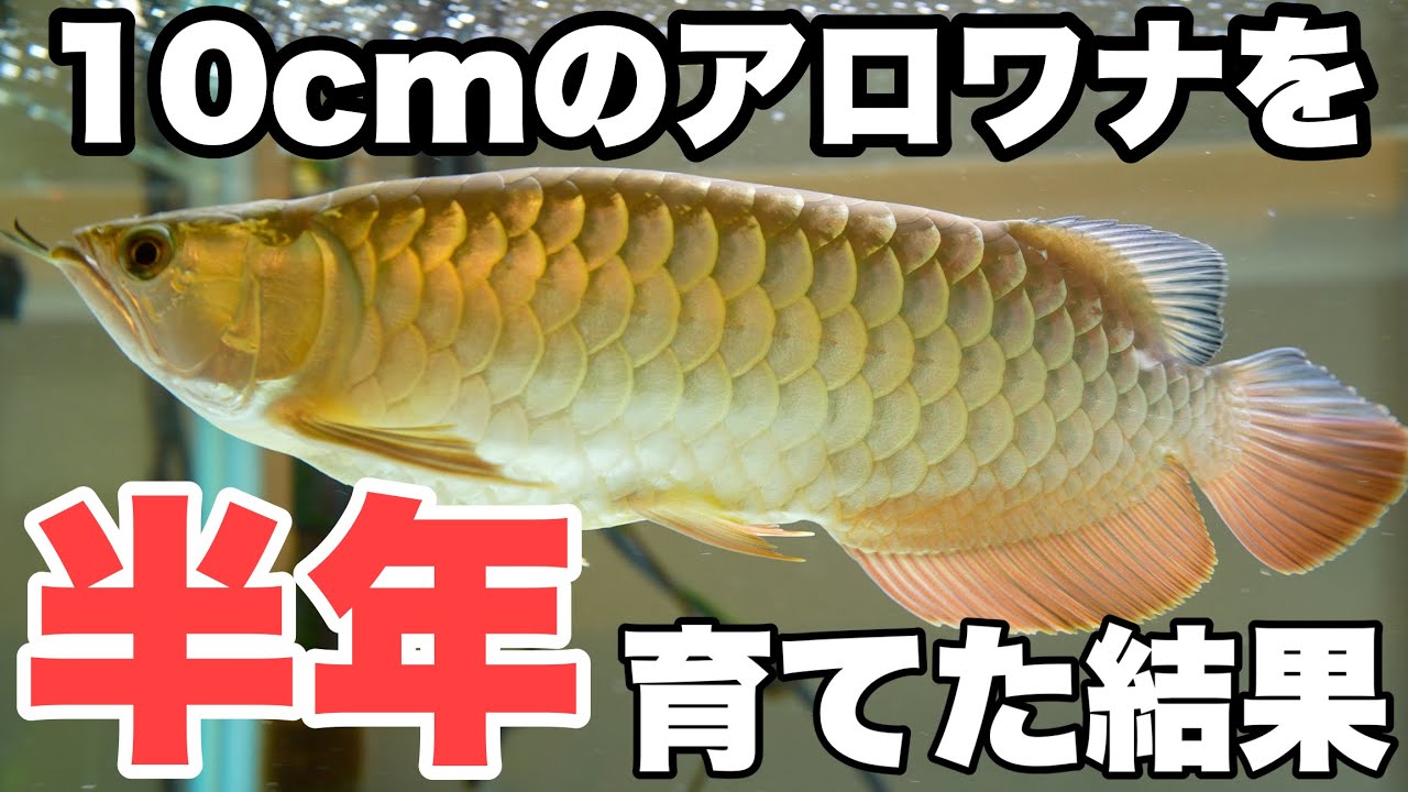 【成長記録】国産過背金龍を6ヶ月育てたら30cmオーバーに！#アロワナ #アクアリウム #大型魚