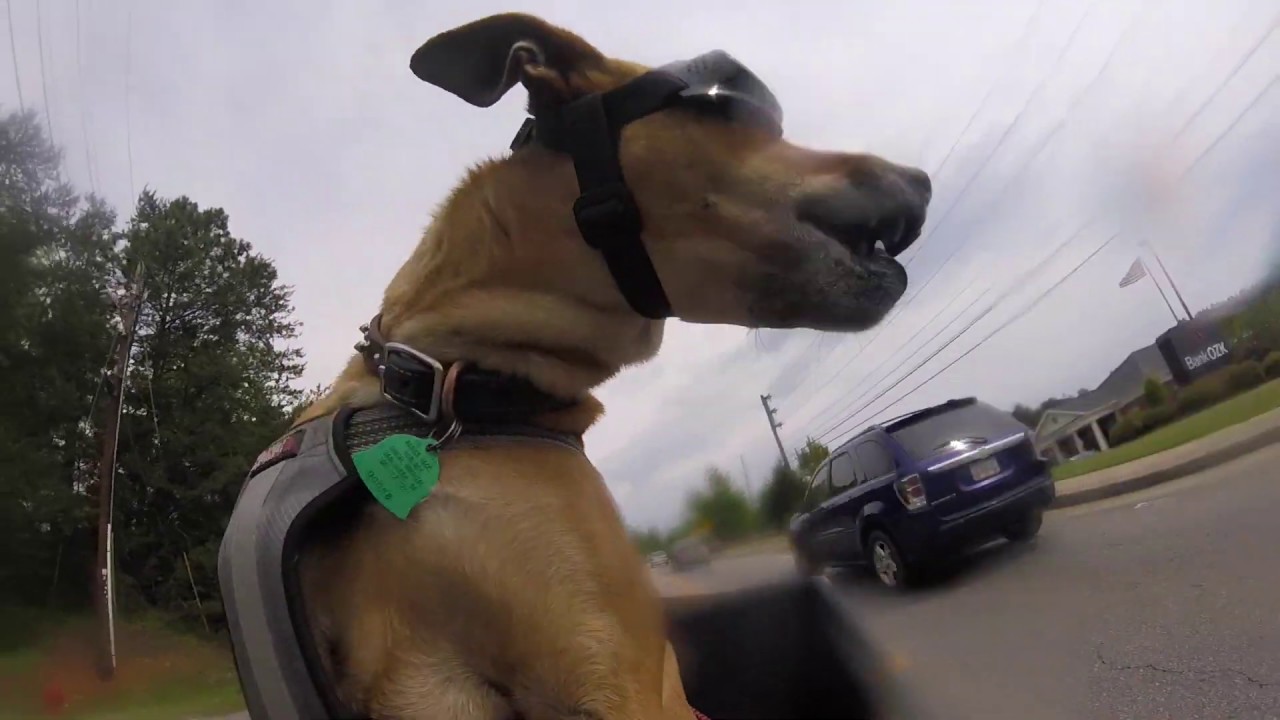 This Dog Loves Riding Motorcycles