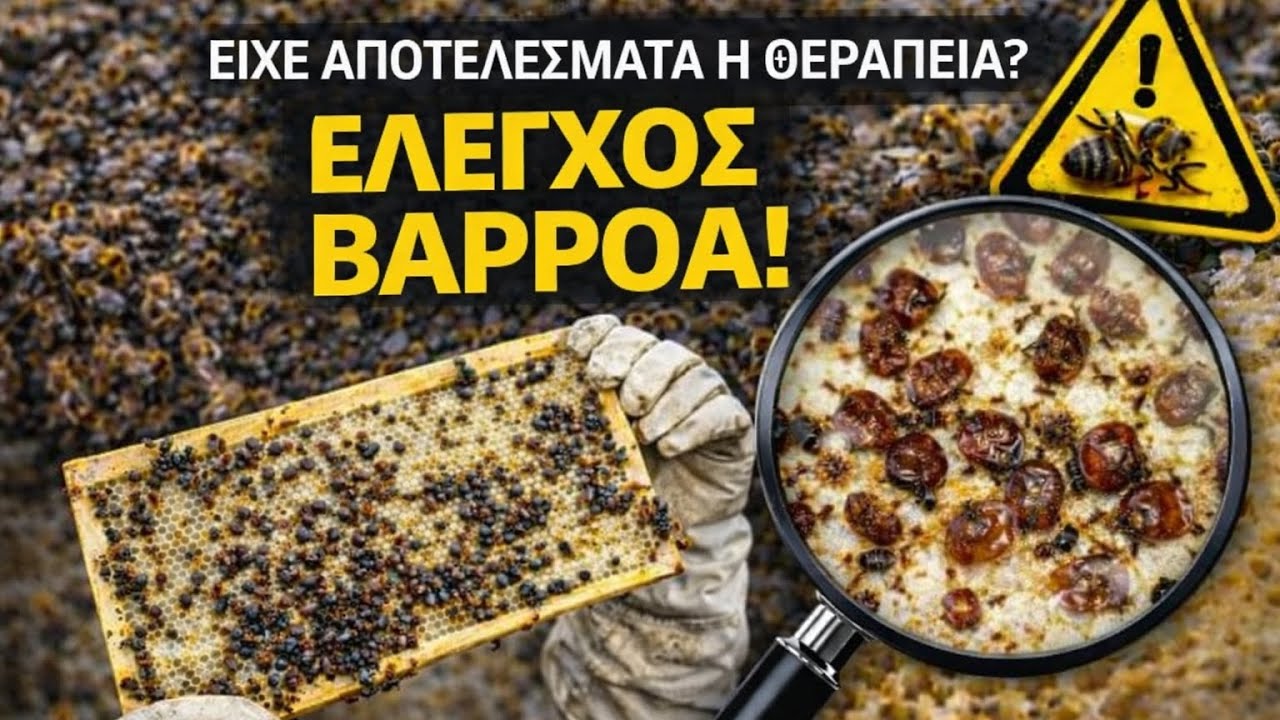  Έλεγχος Βαρρόα μετά από Οξαλικό & Αμιτράζ