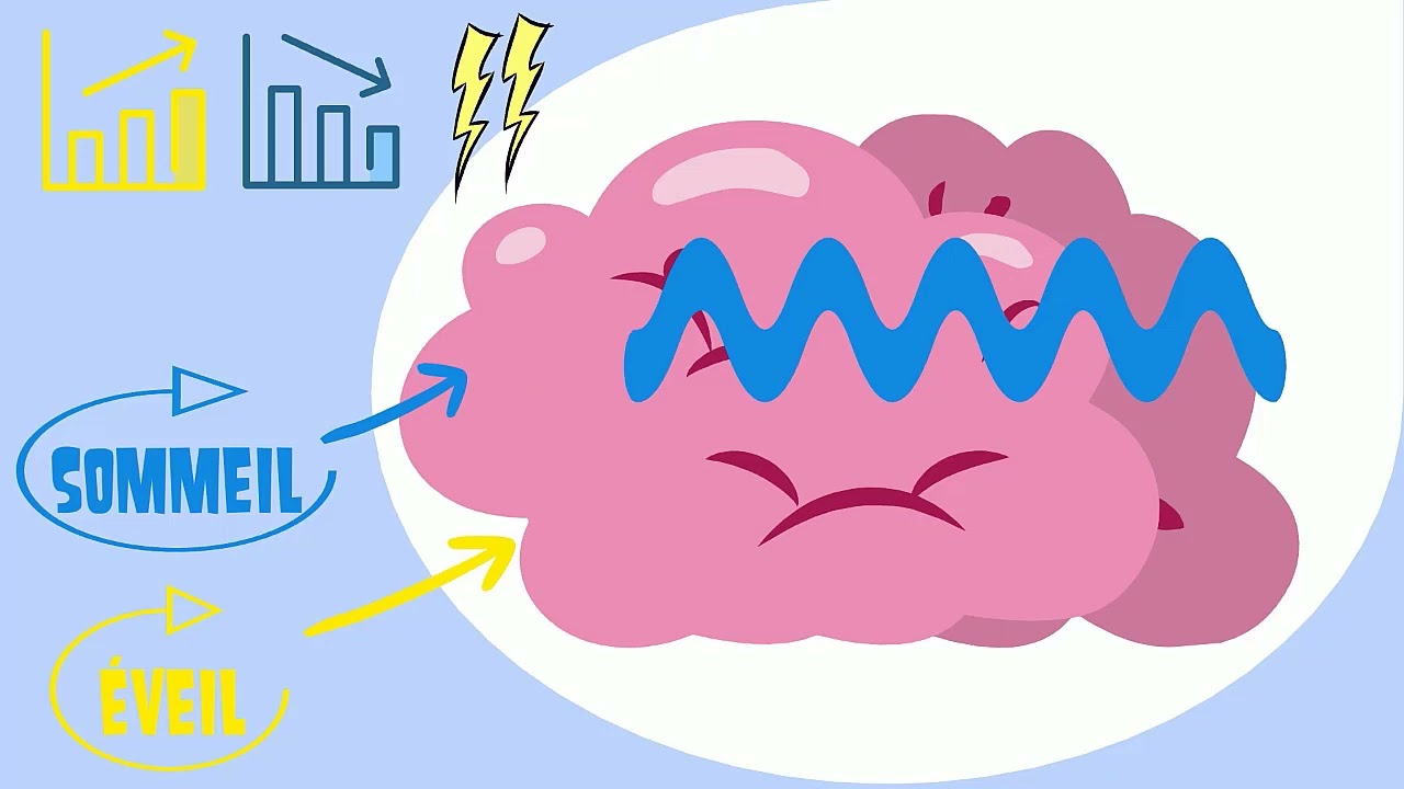Le sommeil 1 :  les cycles et les circuits du sommeil