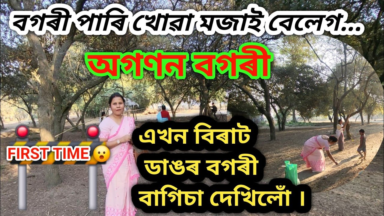 এখন বিৰাট ডাঙৰ বগৰী বাগিচা যত আছে অগণন বগৰী | Bogori | A very big Indian Jujube Garden | Majuli Vlog