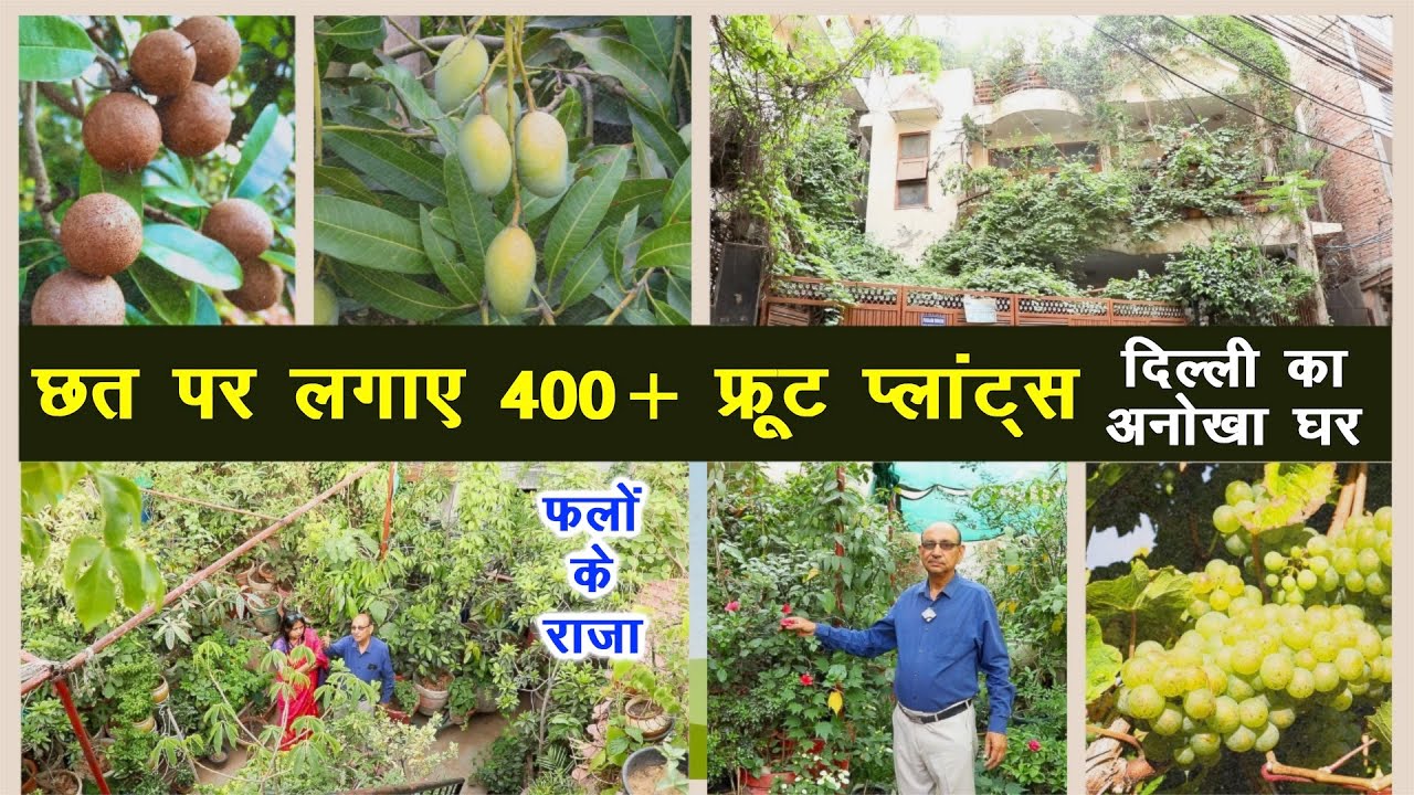 Fruit Gardening के सरताज, छत पर 400+ फलदार पेड़🍒🥭 1000+ पौधों  का जंगल, Make Fruit Terrace Garden