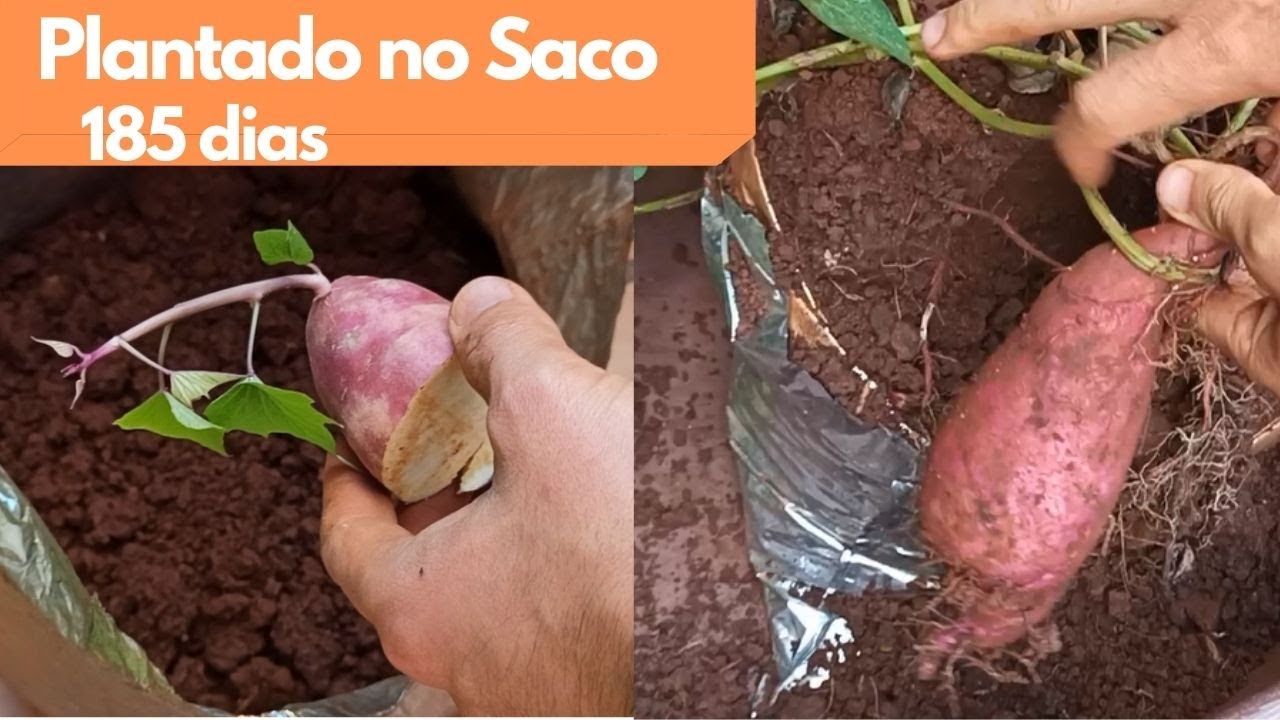 Como Plantar Batata Doce no Saco Plástico / Vaso