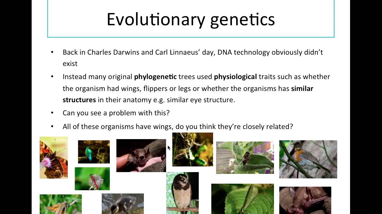 Classification for biodiversity