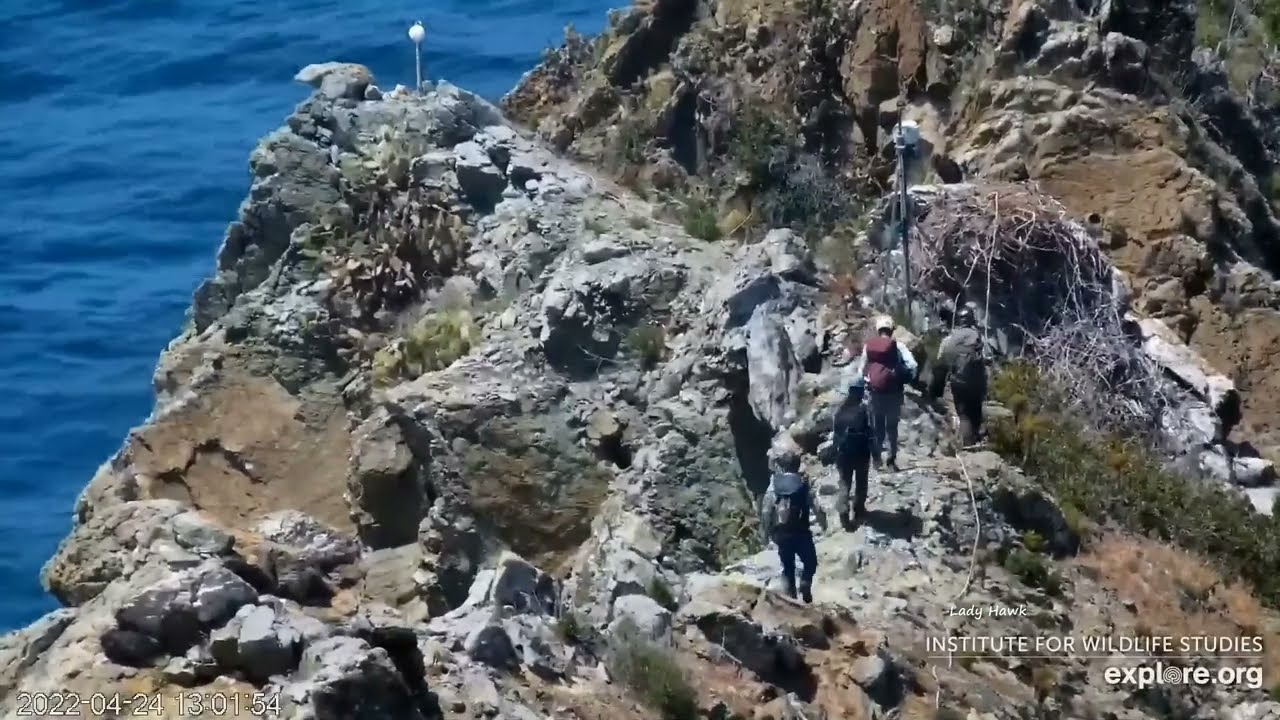 West End ~ Banding Day Overlook Cam View! 🐤 Hike To Nest, Removal & Returning Eaglets!  4.24.22