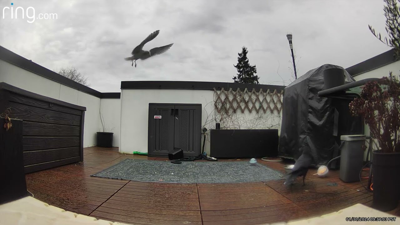 So THAT’s why our crow feeder balls have been disappearing…