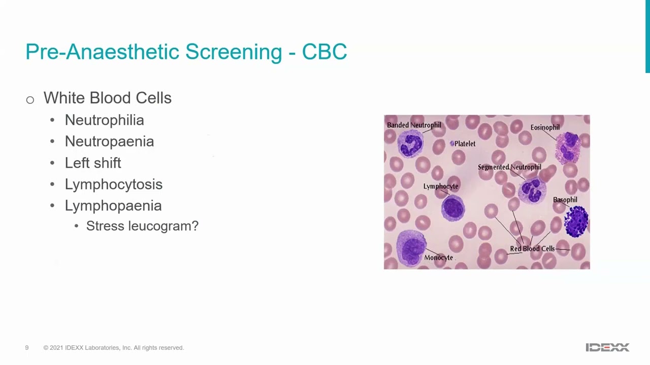 Haematology testing pre-GA