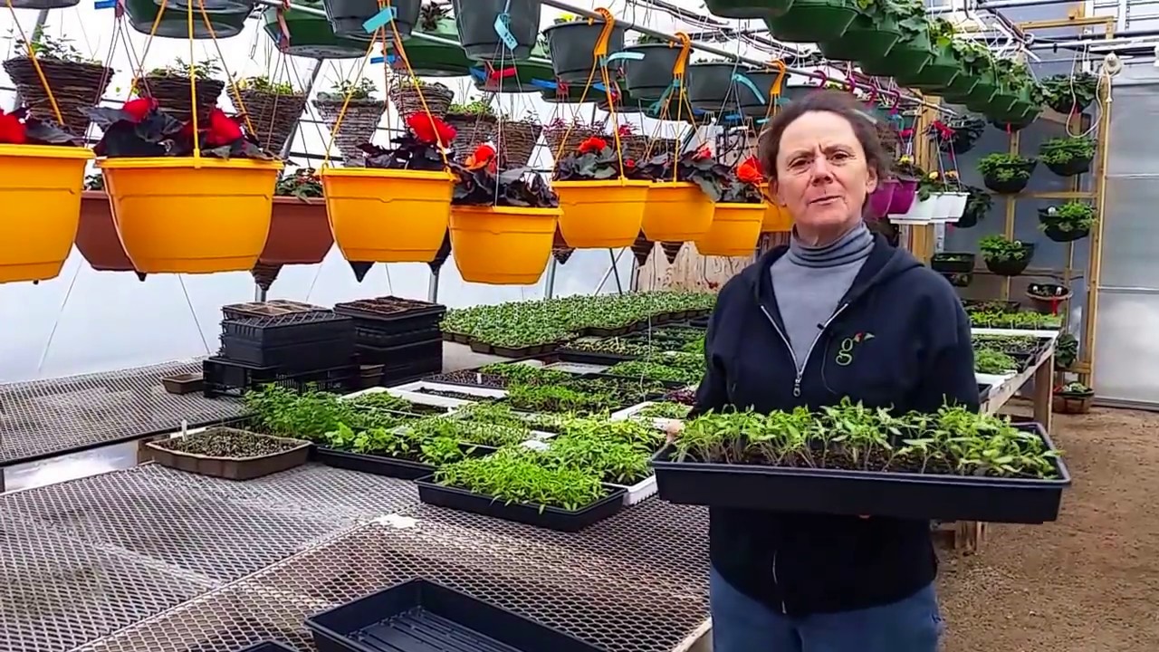 Kim Talks - seeding!