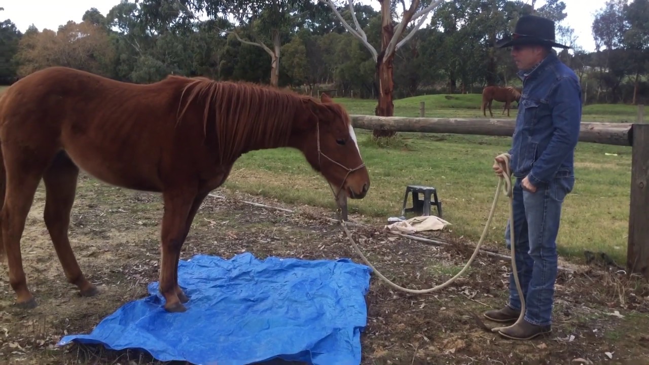 Horse Breaking Without A Round Pen