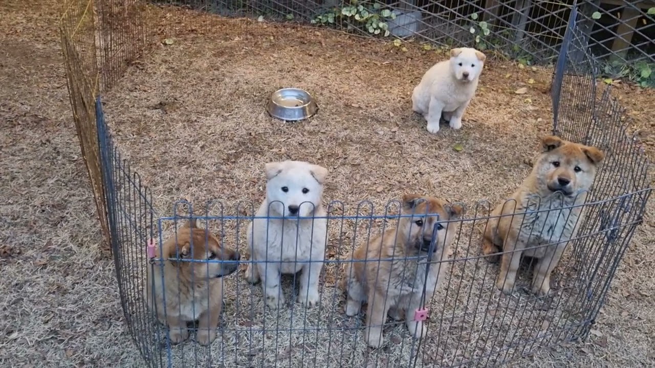 국견협회작품견찾아보기
