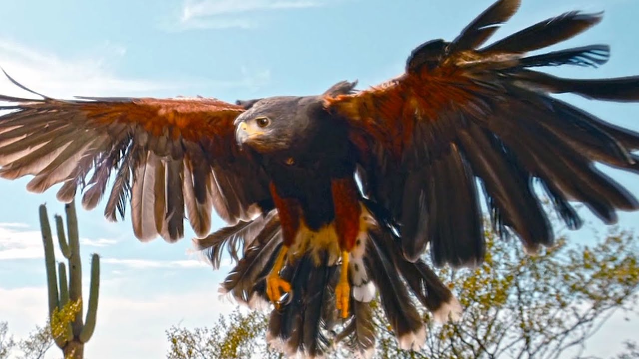 Harris's Hawk (The Apex Predator of The North American Deserts)