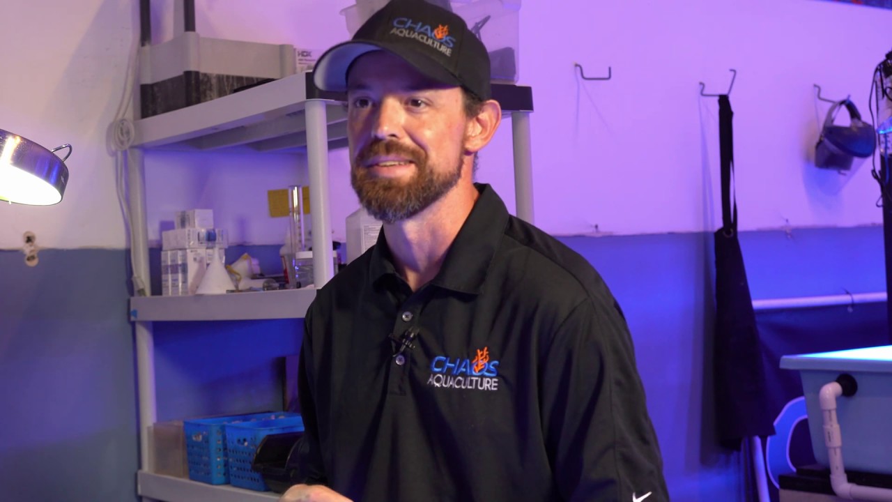How To Cut and Glue Acropora Coral Frags Like a Pro!