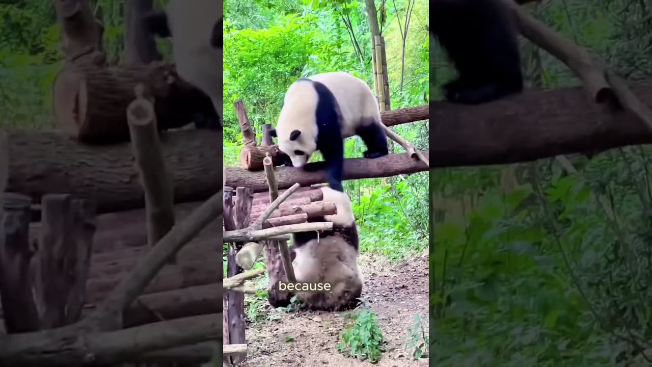 Do you know why people love Panda Hua Hua?  #shorts #animals #panda #huahua #cute