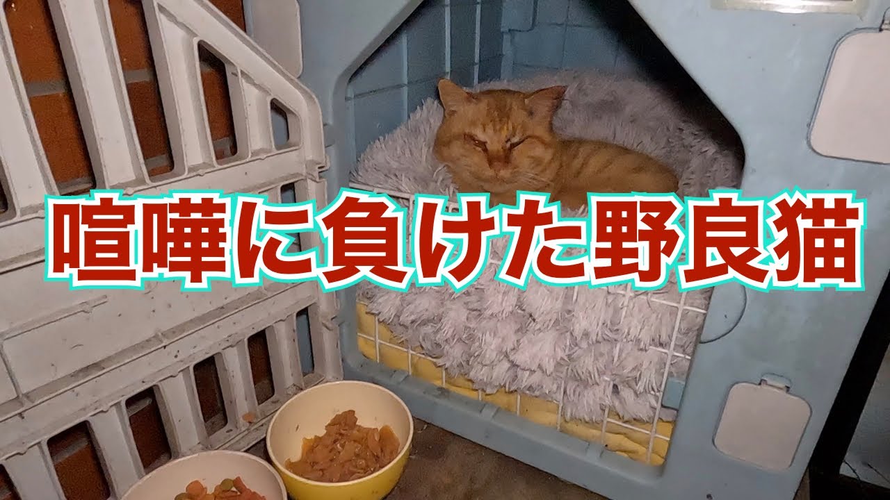 ‼️喧嘩に負けた野良猫‼️　いつものあの子に負けた💦　のんびり日記😊