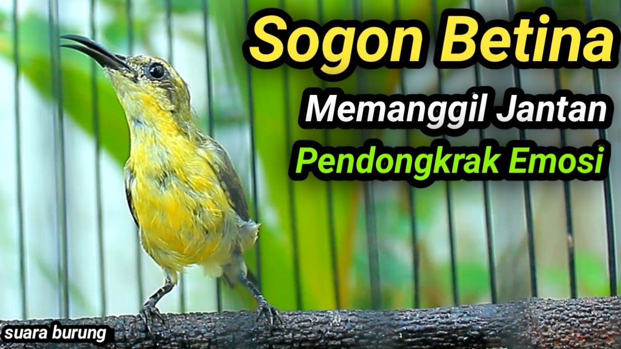 SOGON TROTOL GACOR DOR LANGSUNG EMOSI NEMBAK FULL ISIAN DENGAR SOGON BETINA GACOR INI