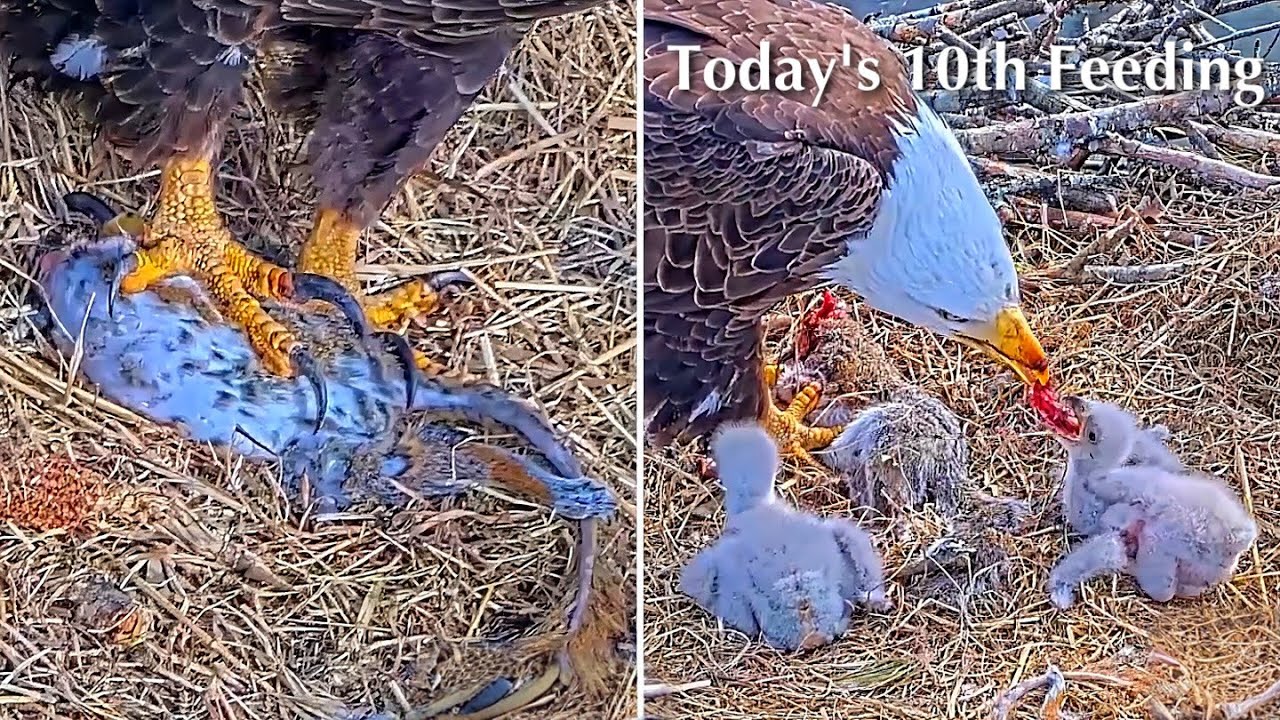 78🦅BC28🐥9° & BC29🐥7°／Bluff City Bald Eagle Nest 2026／Frances💗Franklin ／ETSU/BTES Eagle Cameras