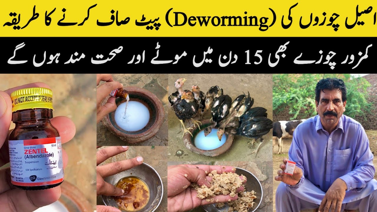Aseel Chicks Deworming || Aseel Chuzon Ki Deworming Kaise Kare | Chicks Deworming | Tariq Bhai Vlogs
