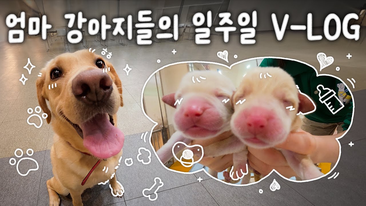 안내견학교 산후 조리원 오픈 🎊 (feat. 퍼피동 브이로그)