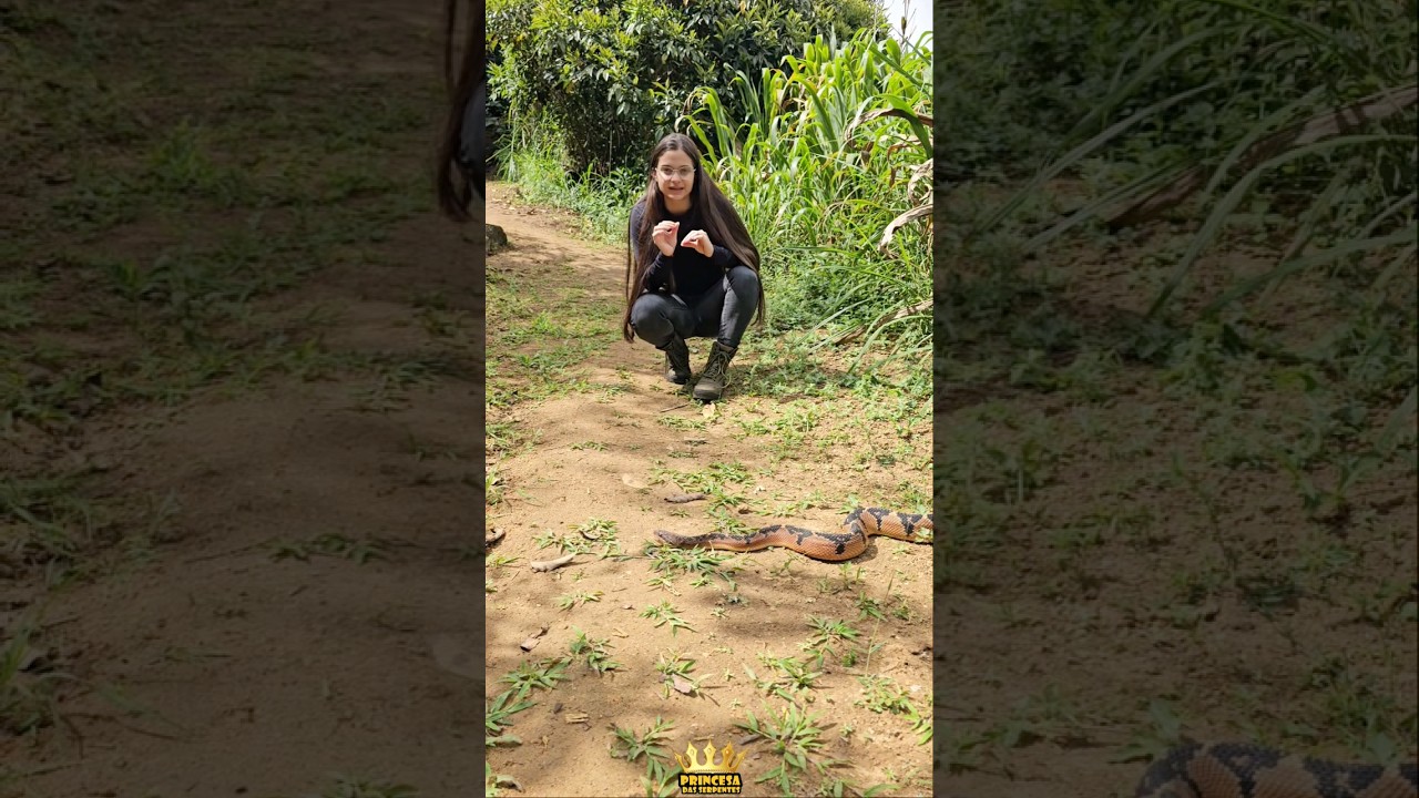 A temida v&iacute;bora SURUCUCU-PICO-DE-JACA #shorts #viralvideo #snake #surucucu #v&iacute;bora #incr&iacute;vel