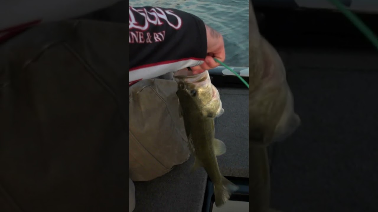 T-H Marine Conservation Cull System #shorts
