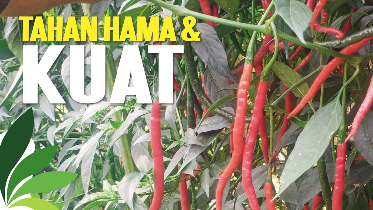 CABE LOKAL PARHUTA-HUTA | Manogi Situmorang