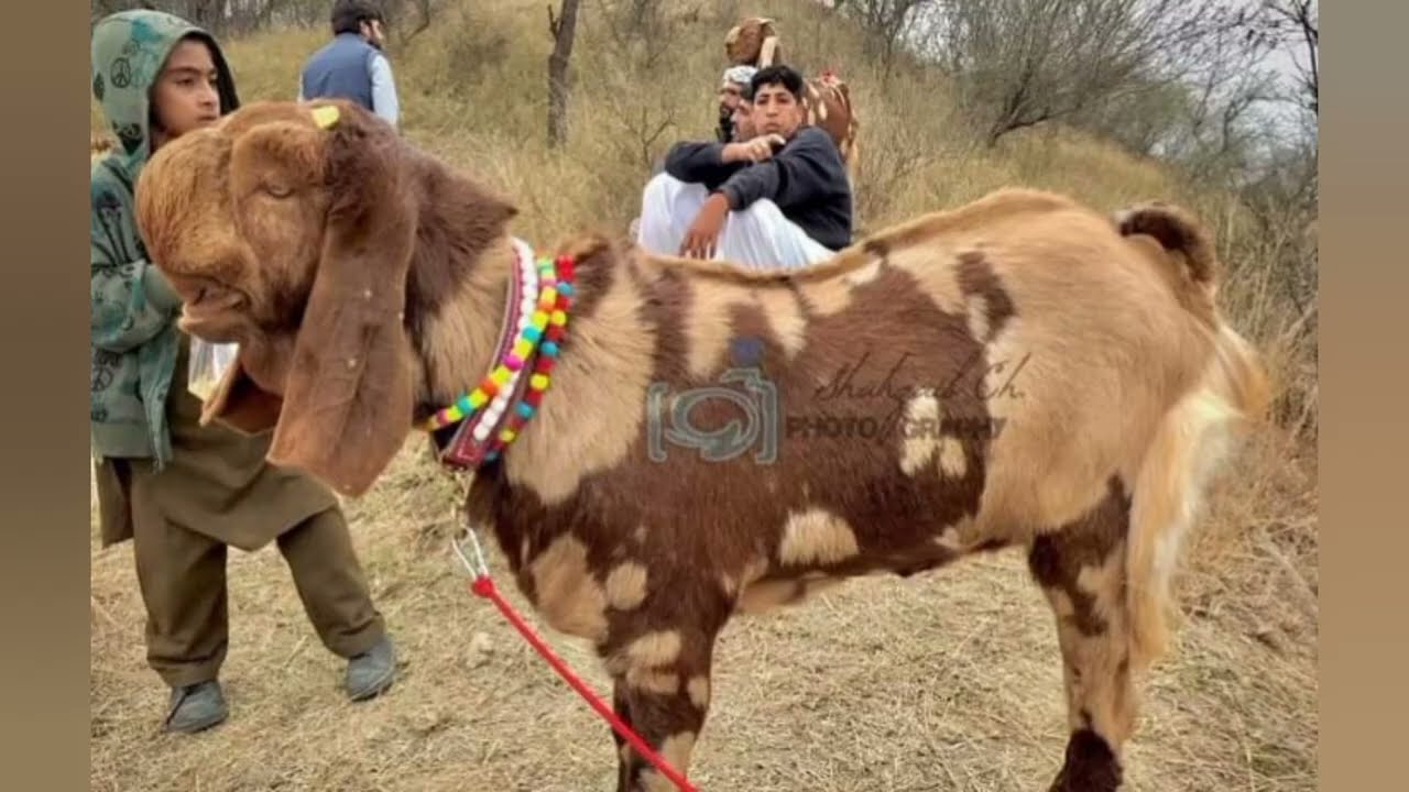 goat farming pdk || بکریوں میں گلہڑ کی بیماری کا علاج۔ || بکریوں کی بیماریاں