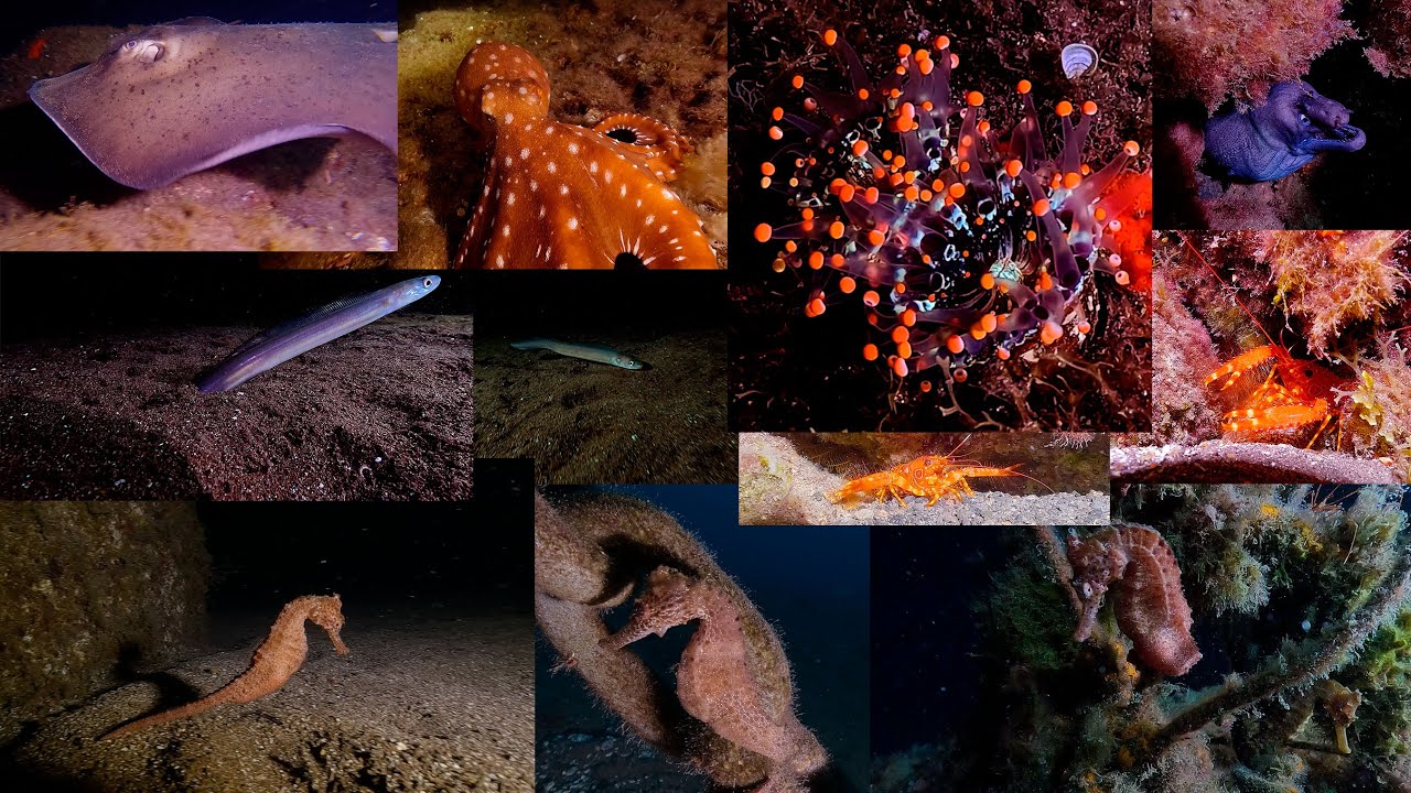 Buceo nocturno en Radazul