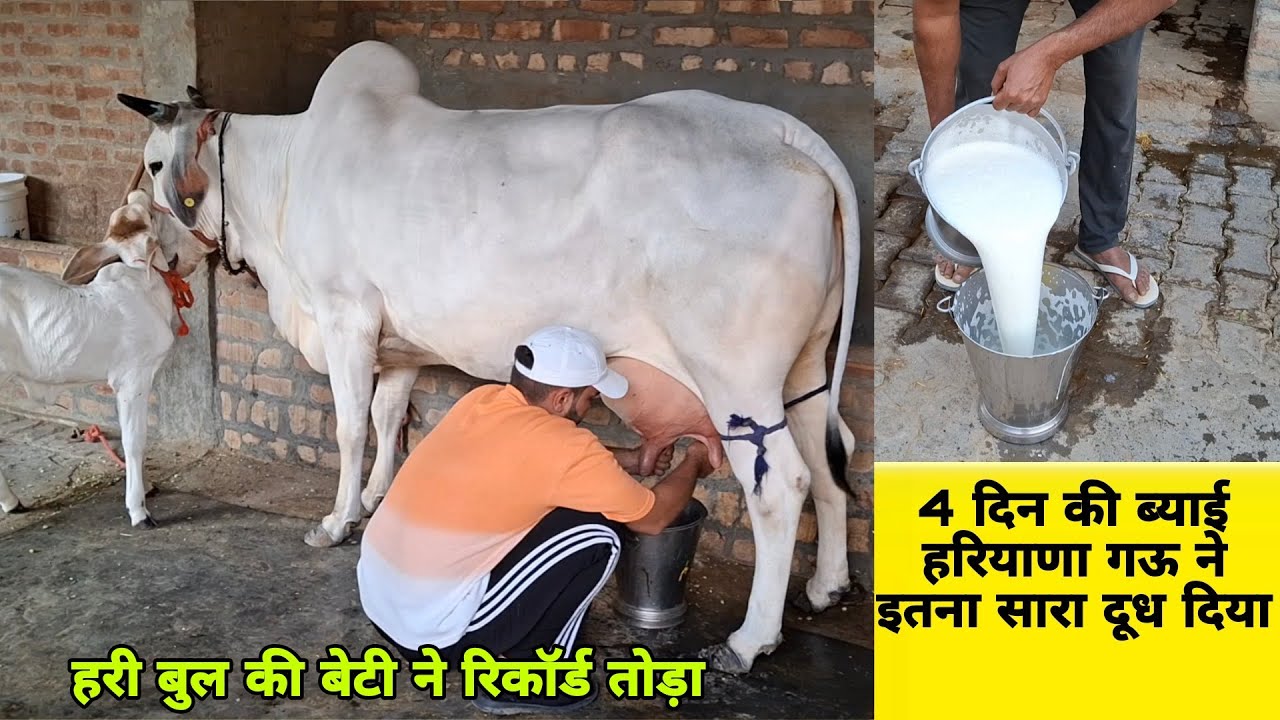 4 दिन की ब्याई हरियाणा गऊ ने रिकॉर्ड तोड़ दूध दे दिया 😳 H-973 की बेटी की मिल्किंग देखो👌 Hayana Breed💪
