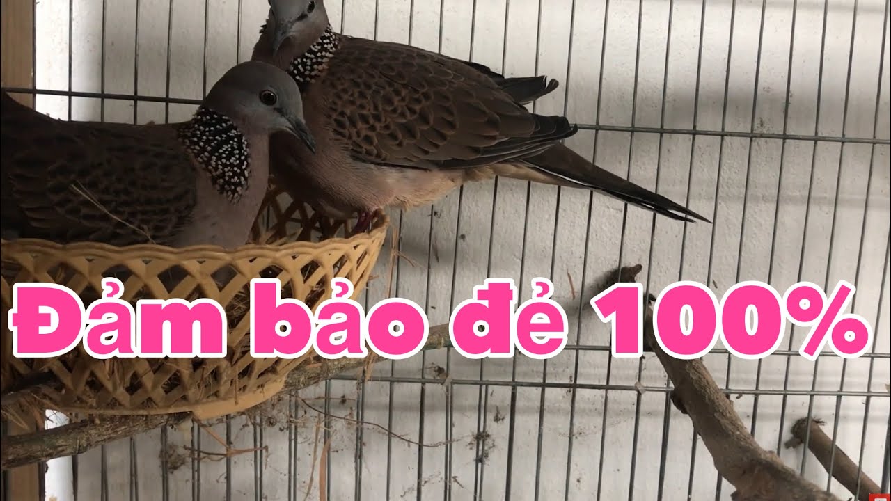 Chia sẻ chuồn cu gáy sinh sản đảm bảo đẻ 100% | Anh Bảy Thép