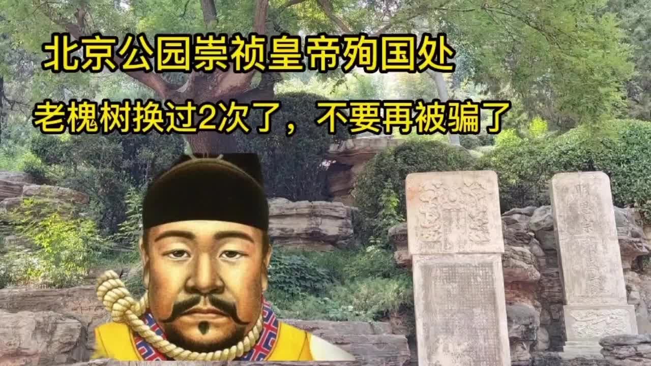 崇祯殉国地揭秘 离故宫300米的老槐树居然是假的 #崇祯殉国 #故宫 #假老槐树 #历史误区