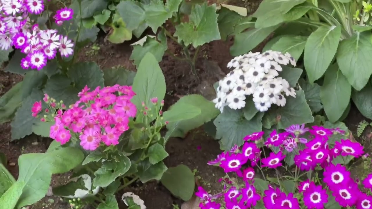 Plant Conservatory Sikkim