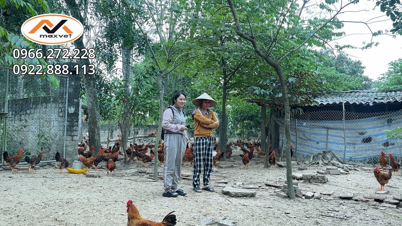 Hỏi đáp bệnh hen ở gà: Cô chủ trại nêu những thắc mắc nhiều người chăn nuôi còn băn khoăn