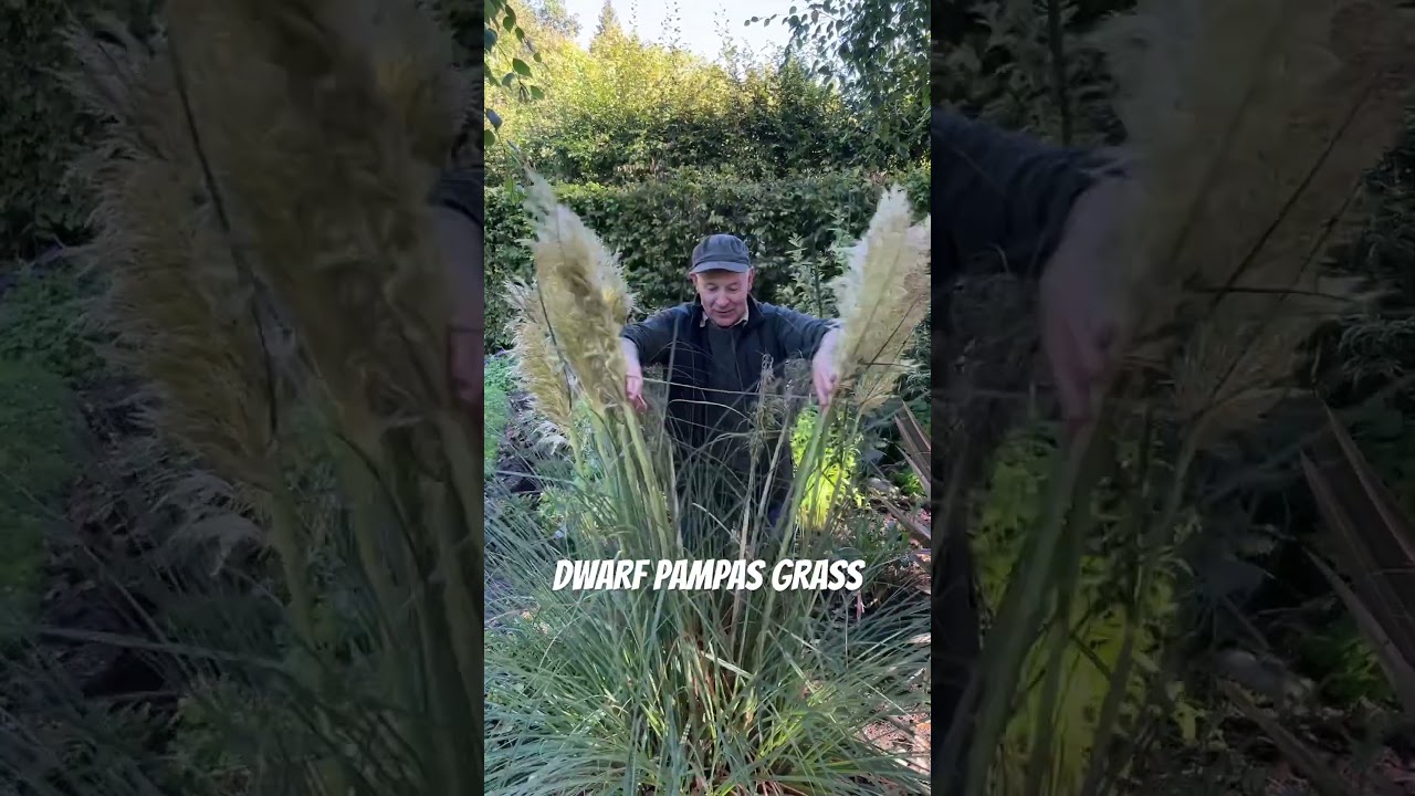 Dwarf Pampas Grass ,Plant from now ,winter hardy webshop  