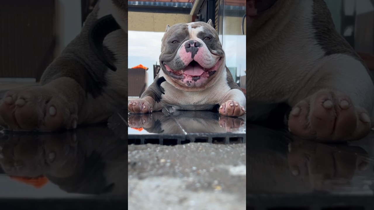 Мойдодыр ☺️😀 американский булли, питомник Bully Company #собака