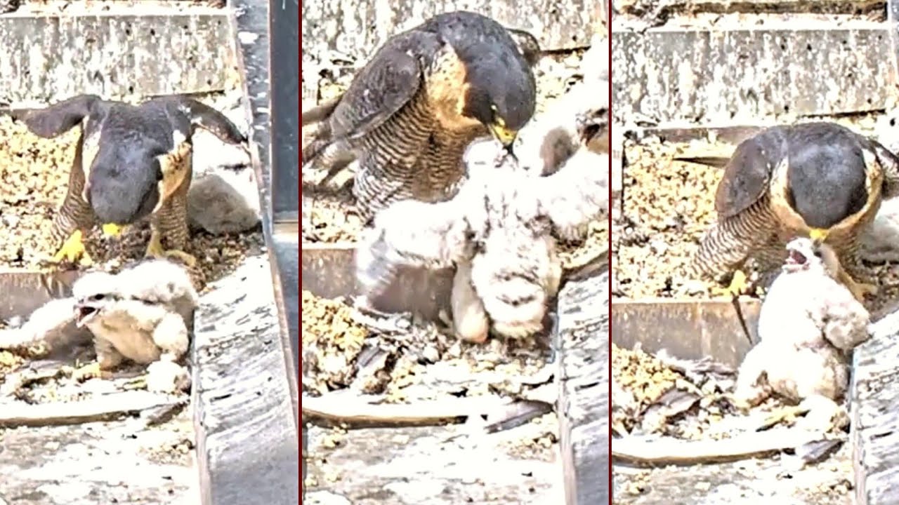 367 Collins Falcons~😮🙄 Not again! Poor Mum 🤣 #1 loves adventure ~12:27 pm 2024/10/17