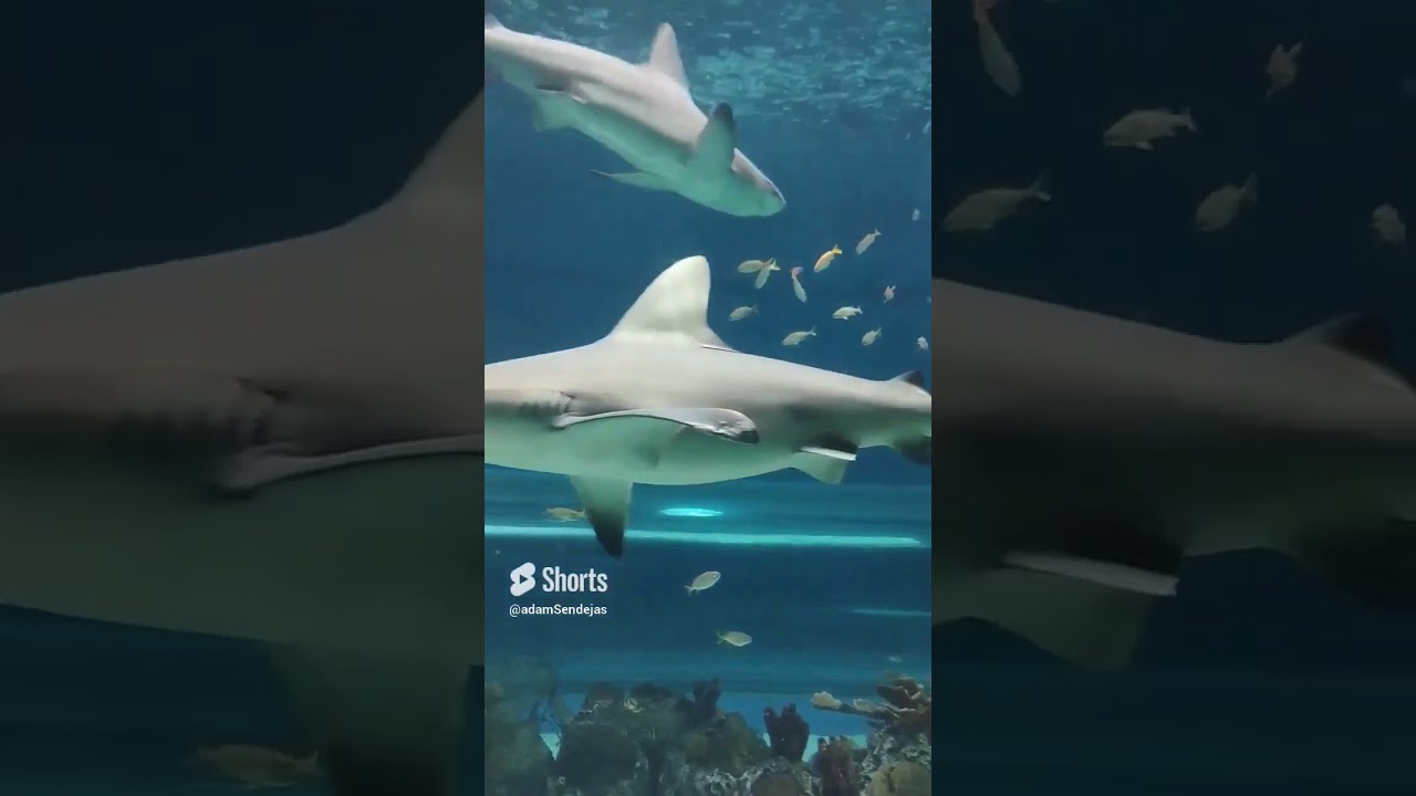 Sandbar sharks get their common name from their preference for sandy bottoms of the ocean