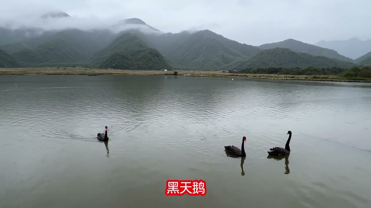 湖北神农架～大九湖景区