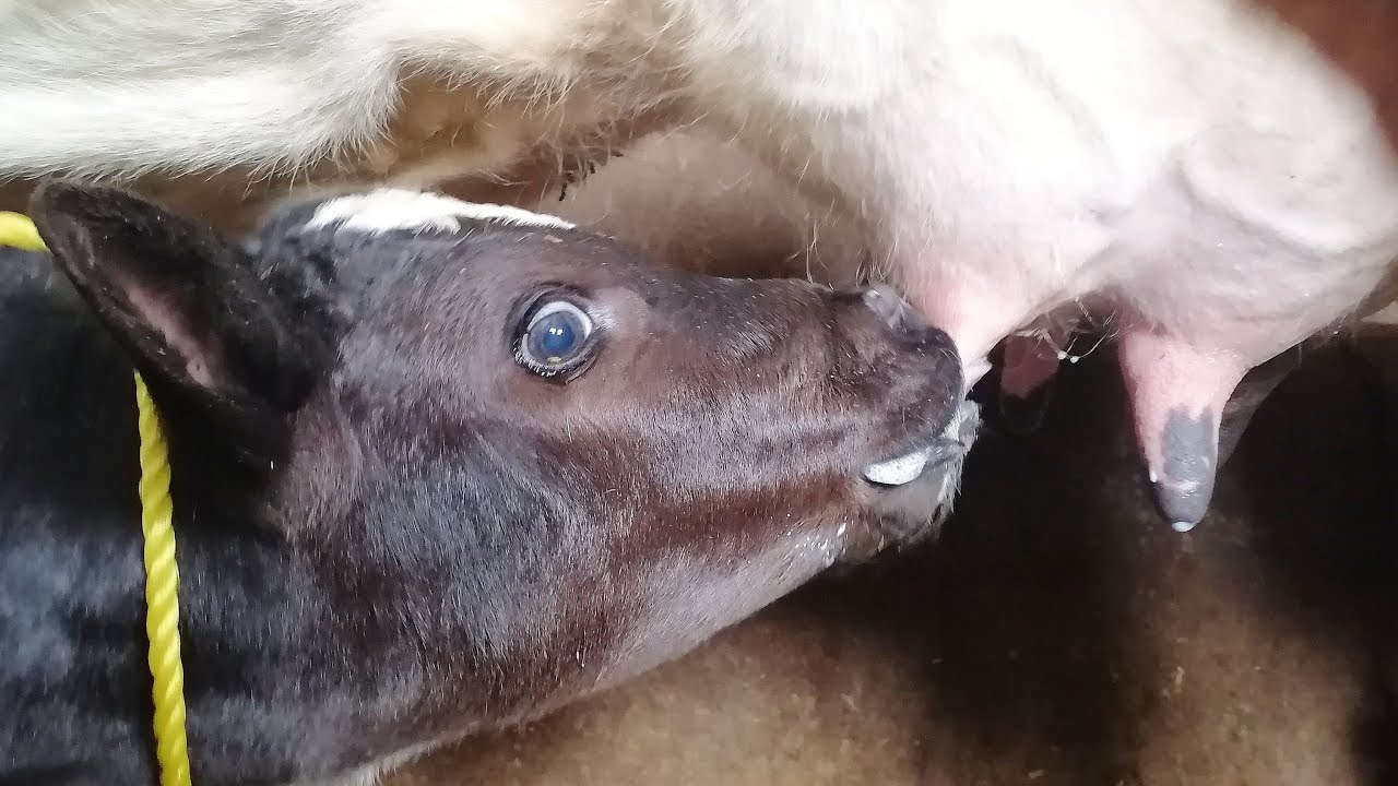 A hungry calf sucks its mother's milk 😋