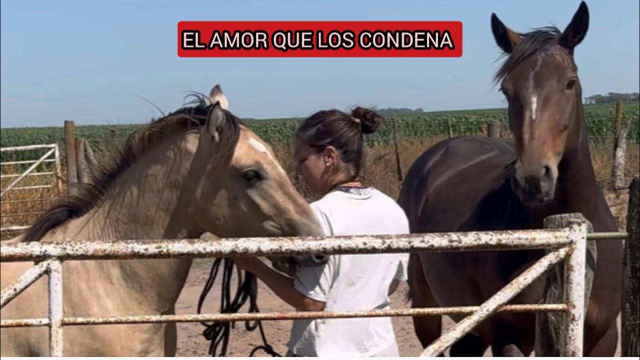 ¿ALGUNA VEZ TE PREGUNTASTE PORQUE UN POTRILLO QUE RECIBIÓ AMOR ,SE VUELVE INMANEJABLE DE ADULTO ?