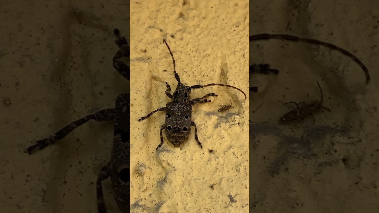 Mesosa Bug Hunting #shorts #beautiful #nature #youtubeshorts #bug #newvideo #fauna #hunting #new