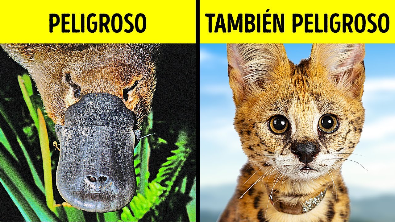 11 Mascotas bonitas con peligros ocultos que deberías conocer
