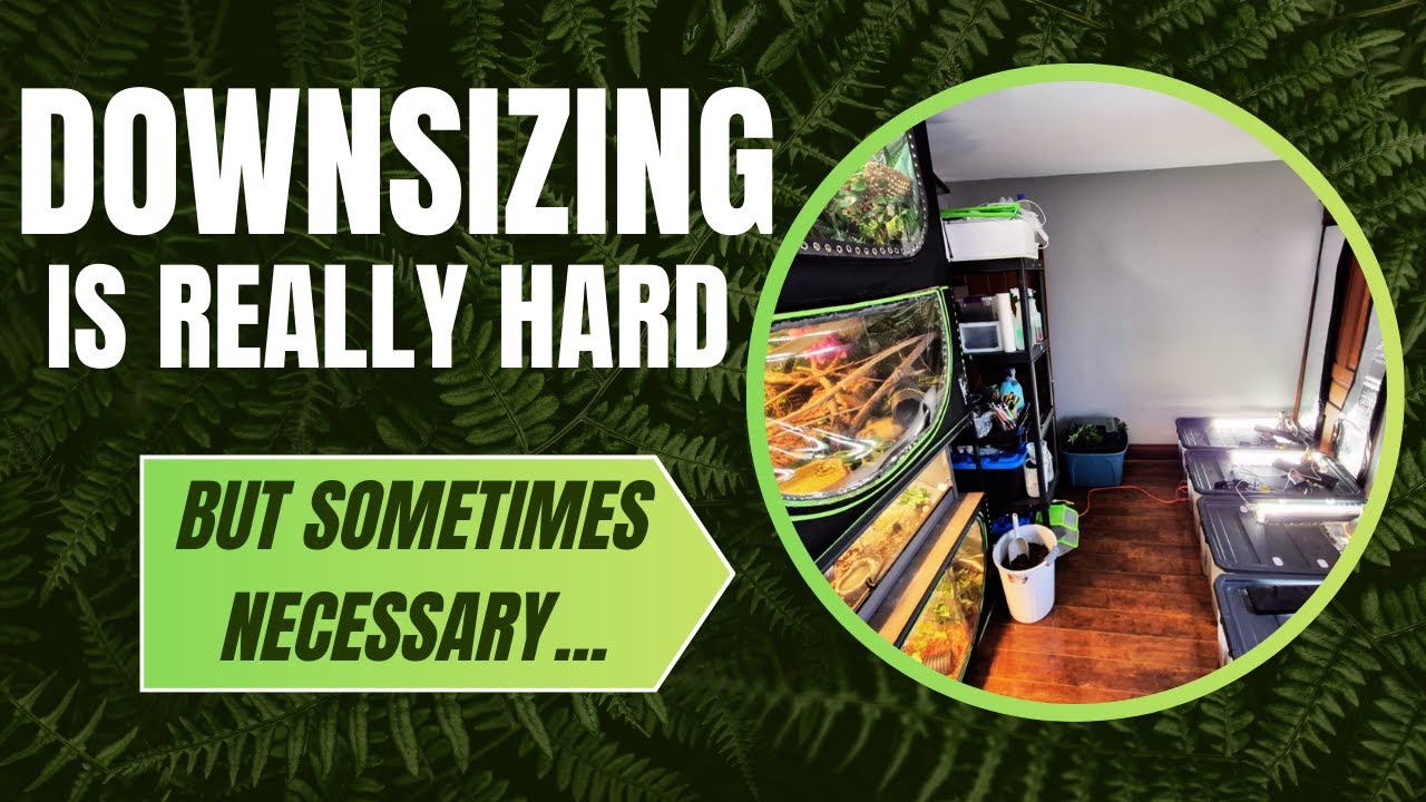My Reptile Room is smaller, for now...